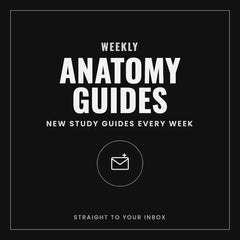 Weekly Anatomy Guides