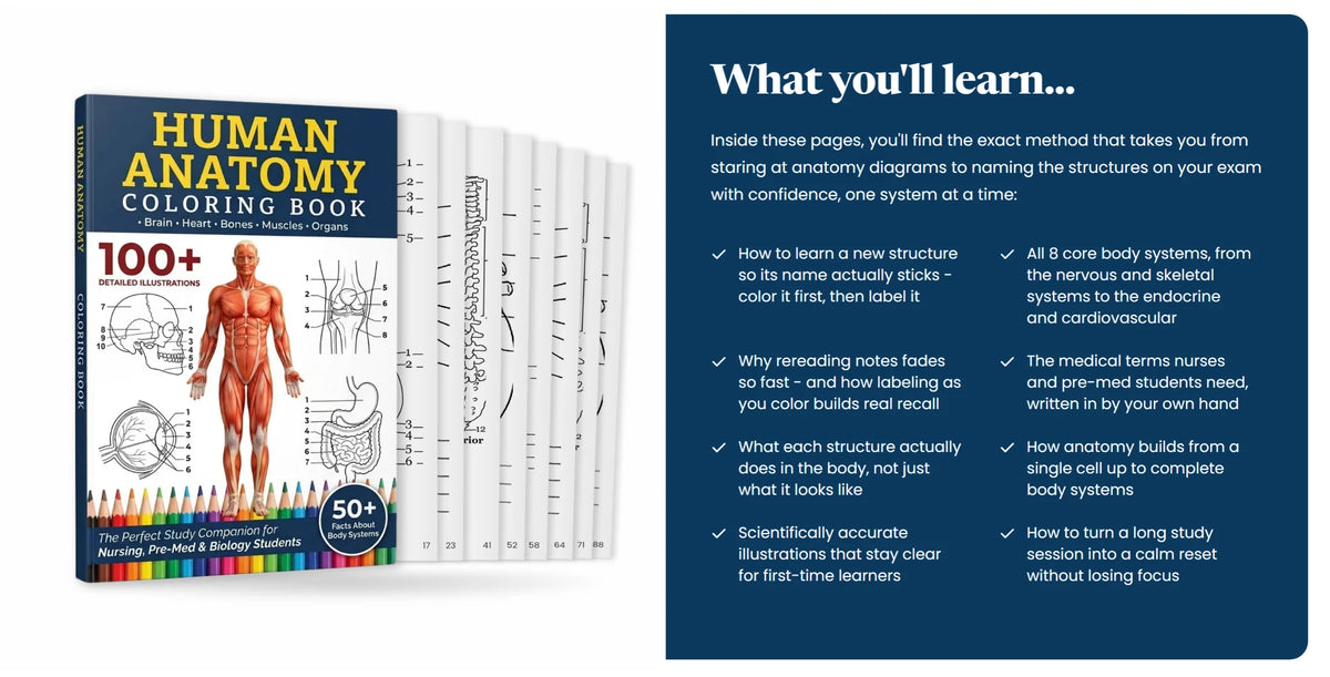 What you'll learn inside the Human Anatomy Coloring Book