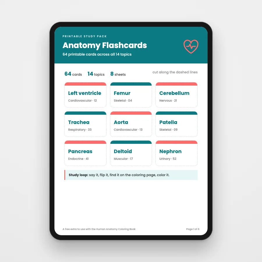 Anatomy Flashcards