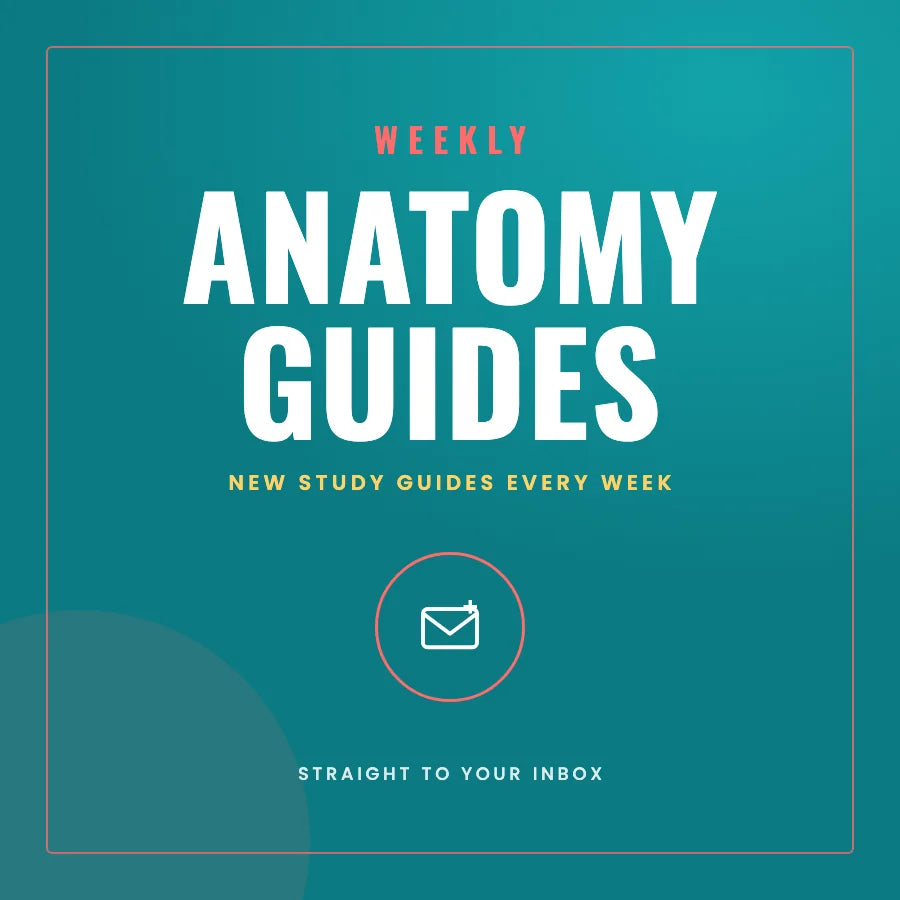 Weekly Anatomy Guides