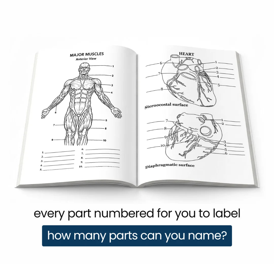 Open book: labeled major muscles and heart pages