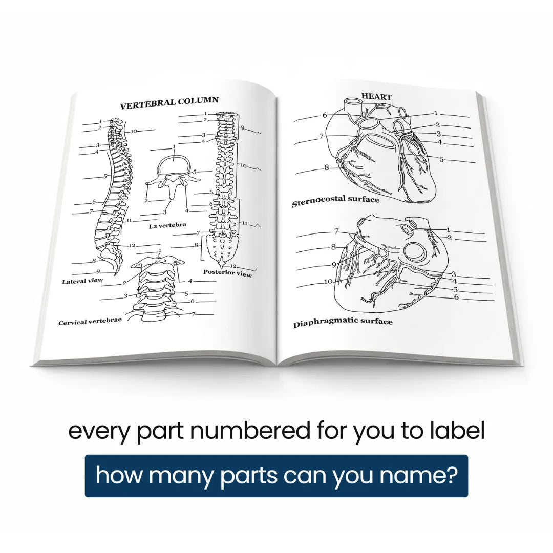 Open book: labeled vertebral column and heart pages