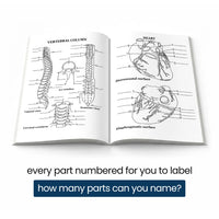 Open book: labeled vertebral column and heart pages